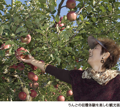 りんごの収穫体験を楽しむ観光客