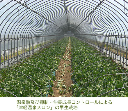 温泉熱及び抑制・伸長成長コントロールによる「津軽温泉メロン」の早生栽培