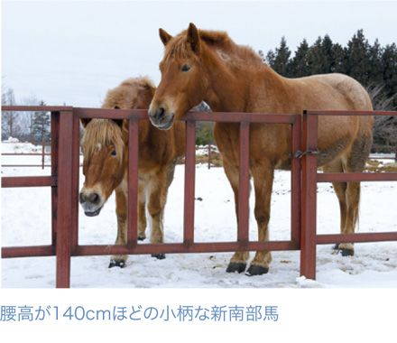 腰高が140cmほどの小柄な新南部馬