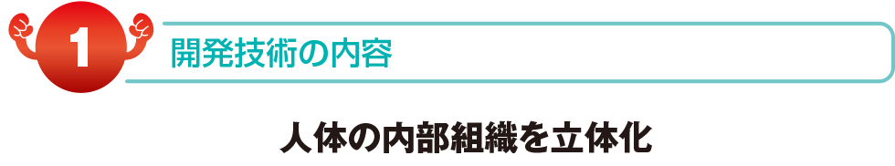 開発商品の内容　人体の内部組織を立体化